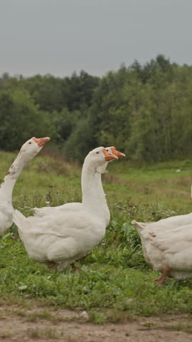 Vertical full slowmo shot of flock of domestic white geese walking on green meadow in countryside