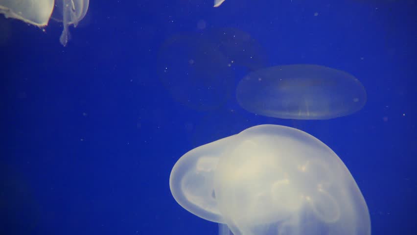 A close-up shot of two translucent moon jellyfish drifts in a deep blue tank