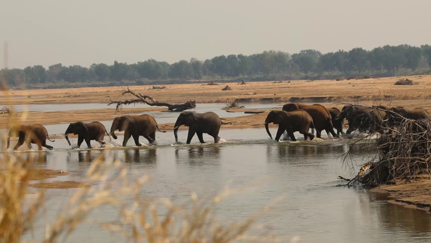 Herd of elephants crossing a river at Crooks Corner, Kruger National Park, South Africa.