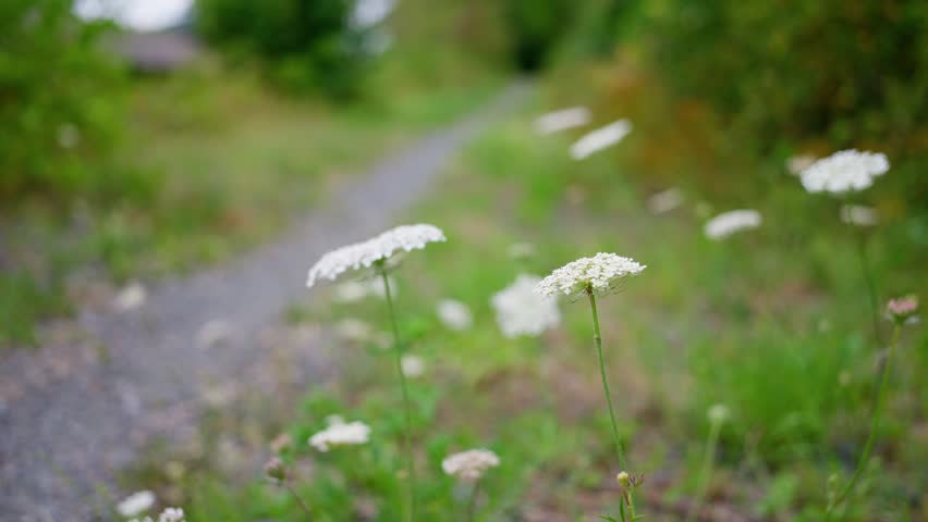 Wild herbs and flowers in a field. White flowers flourish and thrive beautifully in a vibrant green meadow next to a winding path