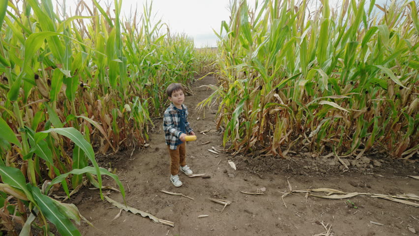 Asian boy standing in a corn maze holding an ear of corn, enjoying an autumn outdoor activity on a traditional American farm during the Halloween season. High quality 4k footage