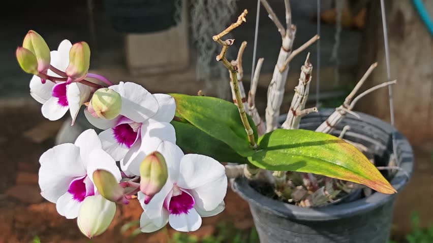 Beautiful white Phalaenopsis orchid flowers, isolated background. Dendrobium orchid. 
