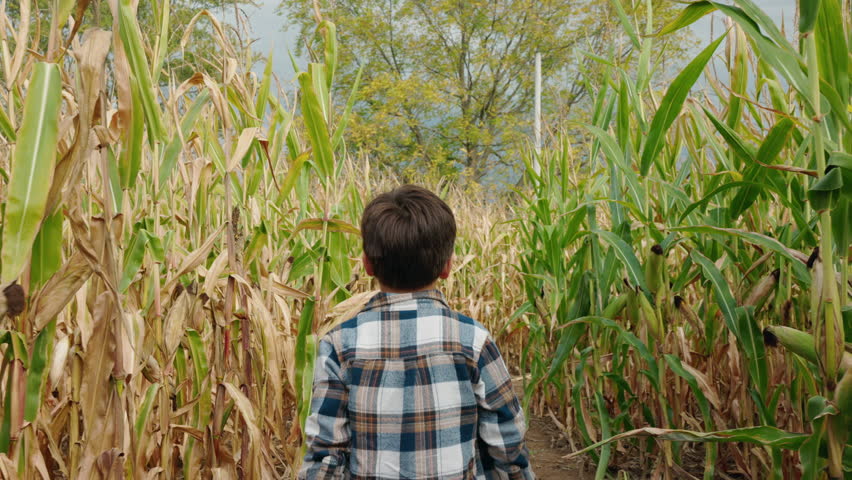 Asian boy walking through a corn maze holding an ear of corn, enjoying a fall adventure on a rural American farm before Halloween. High quality 4k footage