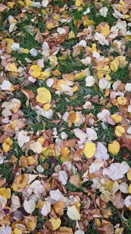 Top-down view of a patch of green grass covered with a dense carpet of fallen autumn leaves. Classic fall season colors texture creating a natural, colorful mosaic on the ground