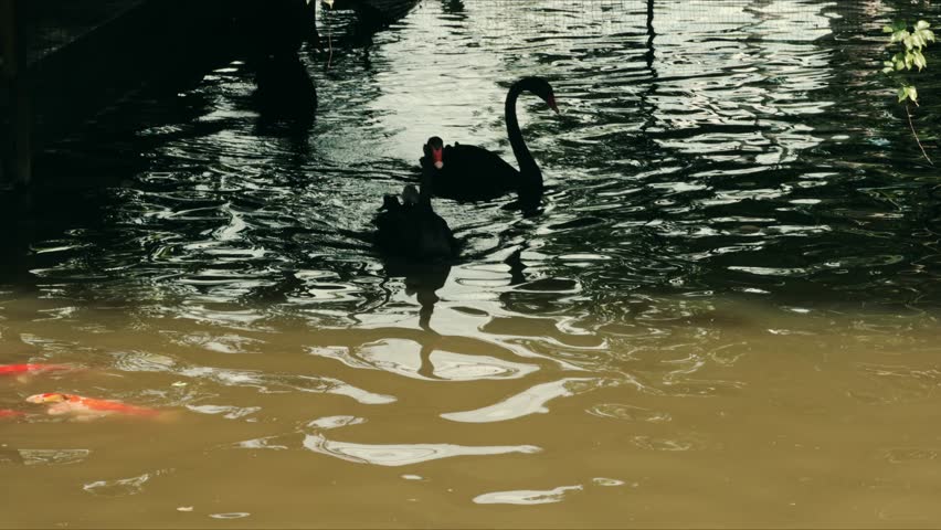 Close-up of a group of black swans in a pond