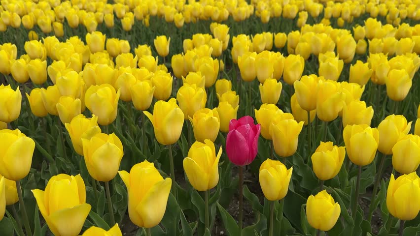 Famouse yellow tulip field with rows and red one in sunny day with blue sky