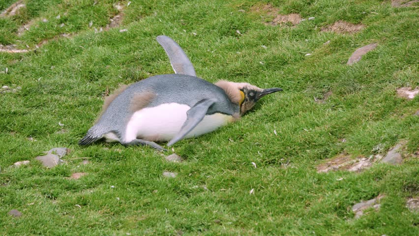 Close up of a sick or weak king penguin chick lying flat on the green grass and attempting to move its wings at Fortuna Bay South Georgia.