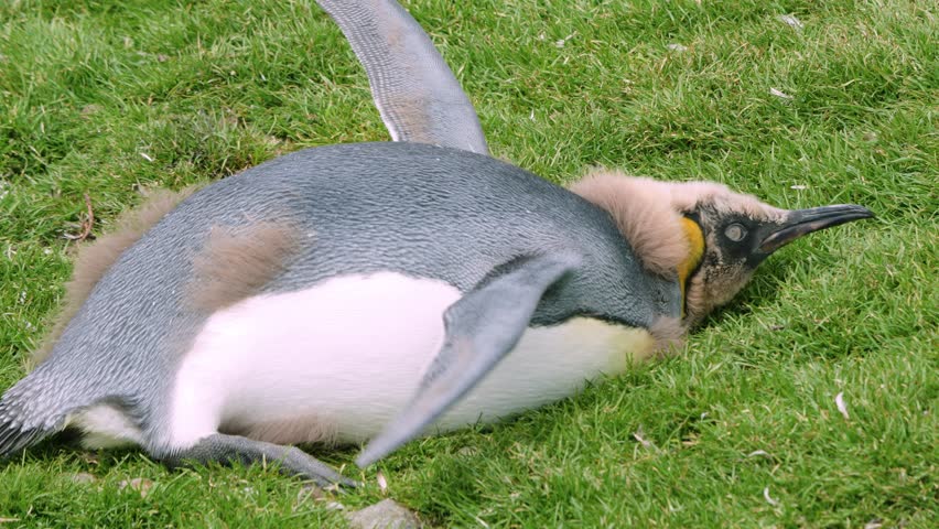 View Fortuna Bay South Georgia where a sick king penguin chick lies on grass, tilting its head and flapping wings to stand, showing a tender wildlife moment.