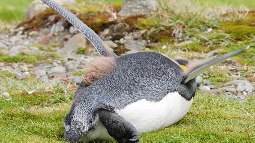 See Fortuna Bay South Georgia with a close-up of a brown chick penguin walking toward the camera, while a sick chick rests on green grass in the background.