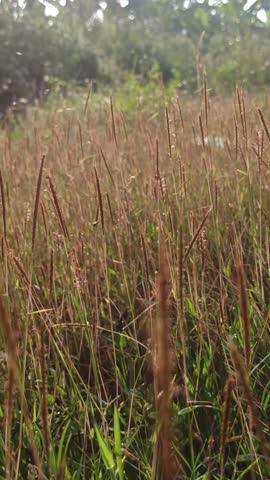 Andropogon gerardii grass growing tall in open prairie, showing slender stalks and soft seed heads, symbolizing native grassland ecology and natural habitat.
