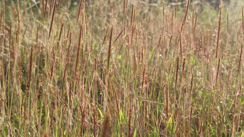 Andropogon gerardii grass growing tall in open prairie, showing slender stalks and soft seed heads, symbolizing native grassland ecology and natural habitat.
