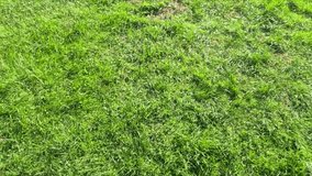 A filled green water balloon drops on fresh green grass and bursts open, creating a splash of clear water droplets spreading outward under bright sunlight in slow motion - Powered by Shutterstock - Get 15% off with code: PIKWIZARD15