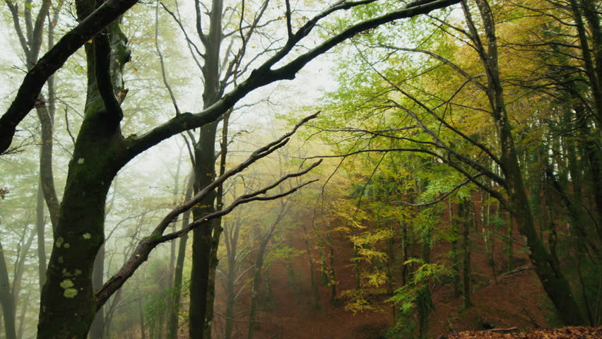 forest shrouded in autumn fog