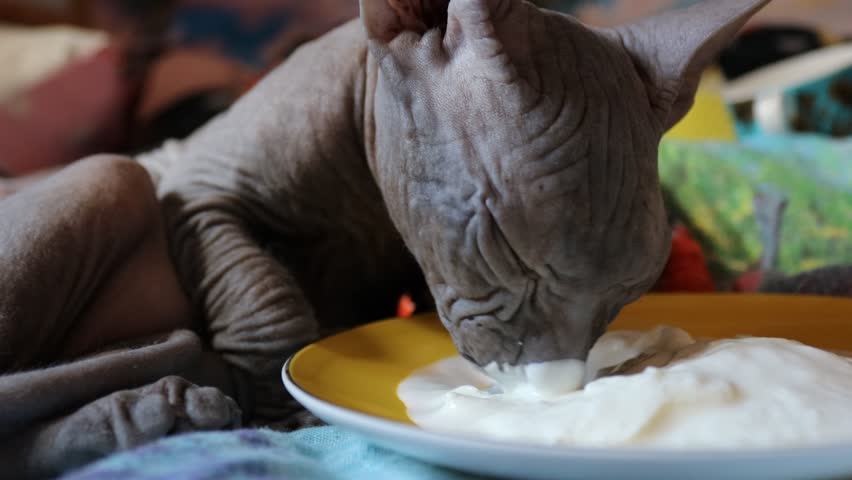 Sphynx kitten eats sour cream.
