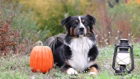 Attentive Mini Australian Shepherd lying between pumpkin and lantern in autumn garden, fall Thanksgiving and Halloween mood - Powered by Shutterstock - Get 15% off with code: PIKWIZARD15