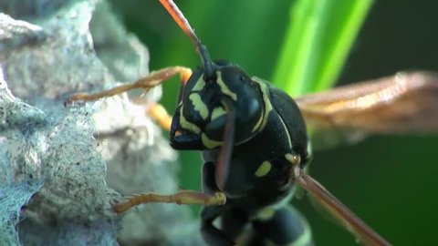 Wasp sits near the nest