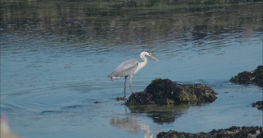 Great Blue Heron Catches and Swallows Fish in Slow Motion on California Coast