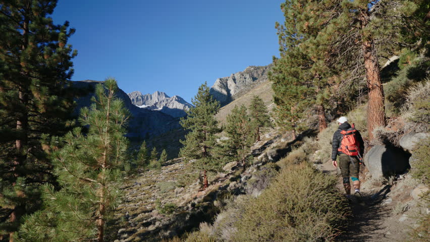 A solitary hiker carrying a wellpacked backpack journeys along a scenic mountain trail, beautifully framed by soaring pine trees and breathtaking, majestic peaks all around
