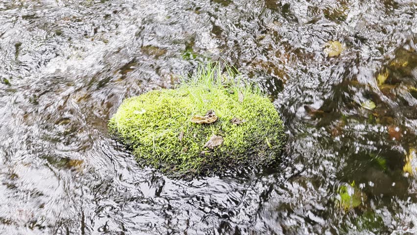 A rock in the moss in the middle of a flowing river