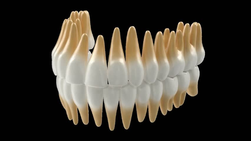 A 3D video model showing human teeth structure, displaying human jaws with detailed tooth anatomy for dental study, education, and oral health awareness.