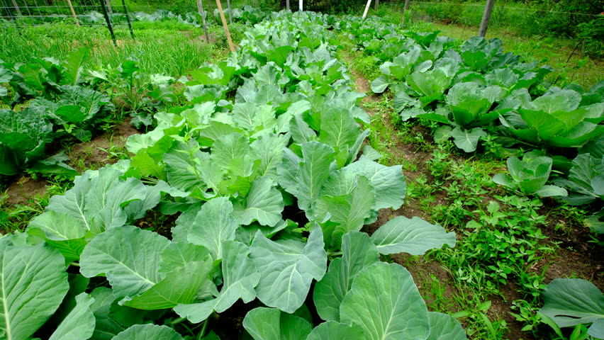 Garden beds full of organic healthy growing white cabbage gentle swaying its leaves in windy day. Cabbages formed small heads or starting to roll