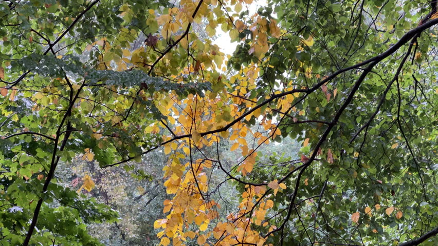 Transition to Autumn: Close-up of tree branches with green and yellow leaves during a cloudy rainy day