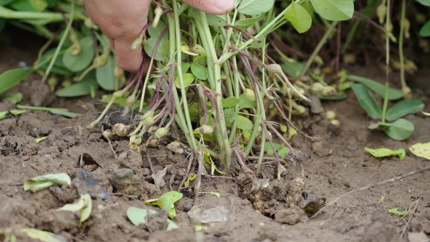 hands Picking fresh harvested peanuts with roots in a field. harvest of peanut plants.