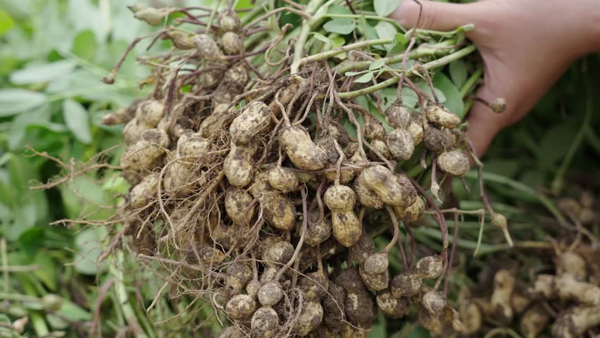 hand holding fresh harvested peanuts with roots, harvest of peanut plants.