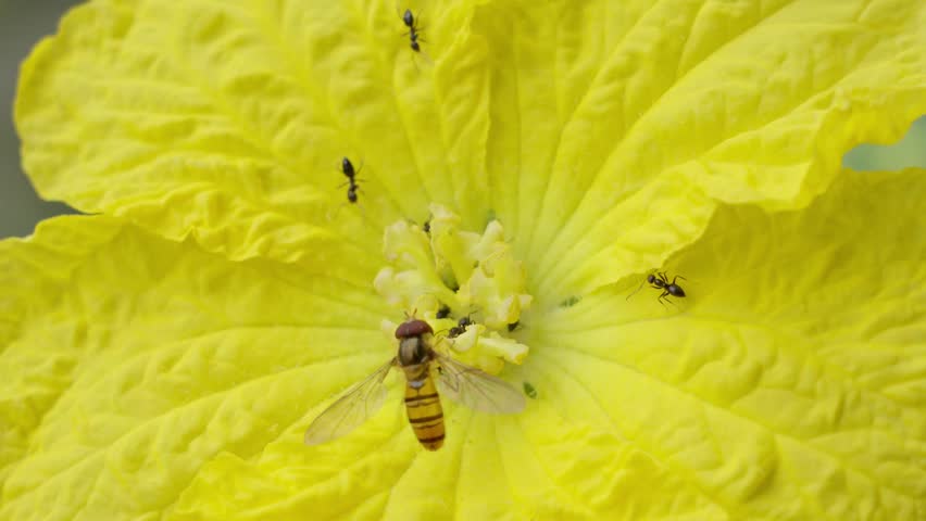 closeup of bee and ants on a yellow flower