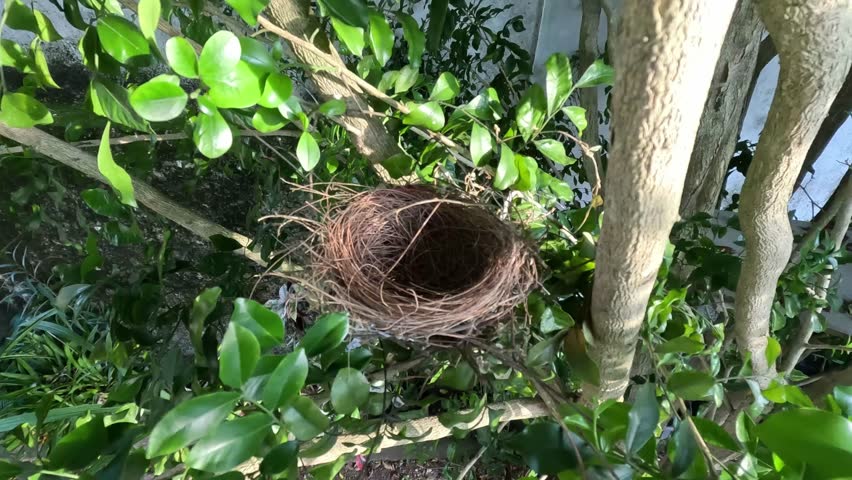 Wild Bird Nest on Tree in Forest, Symbol of Nature and New Life