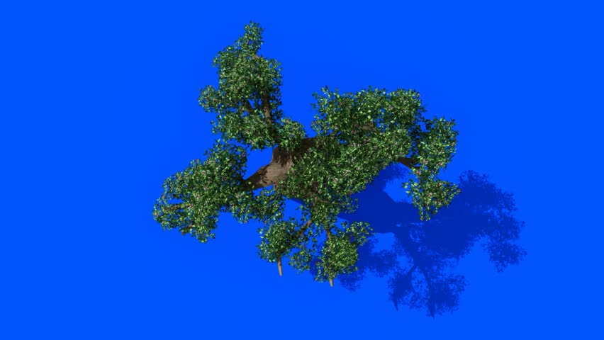 A 3D-rendered animation showing a top-down view of a lush, green tree standing alone against a vivid blue background. The tree features dense foliage and detailed branching structure, symbolizing natu