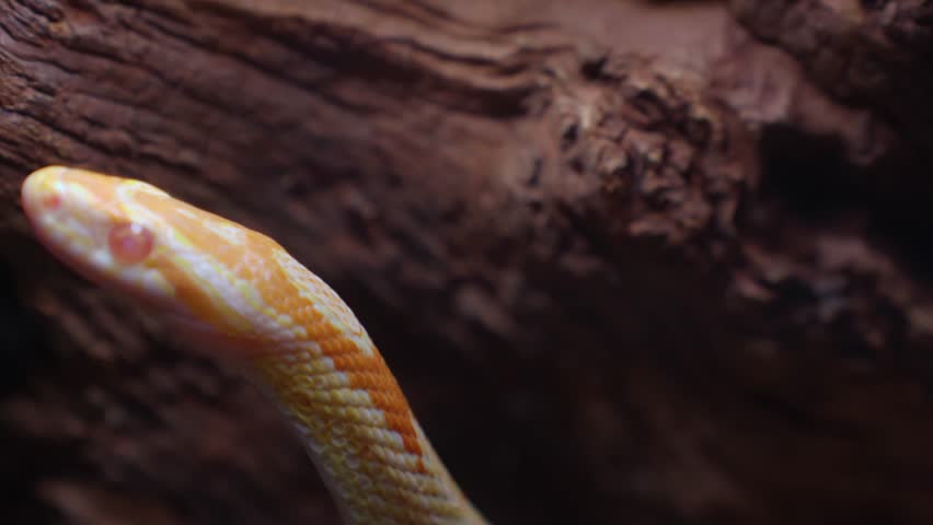 Close-up shot of the actual scene of a snake, featuring its head and eyes