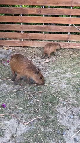 Filming capybaras eating grass and their expressions at an animal farm