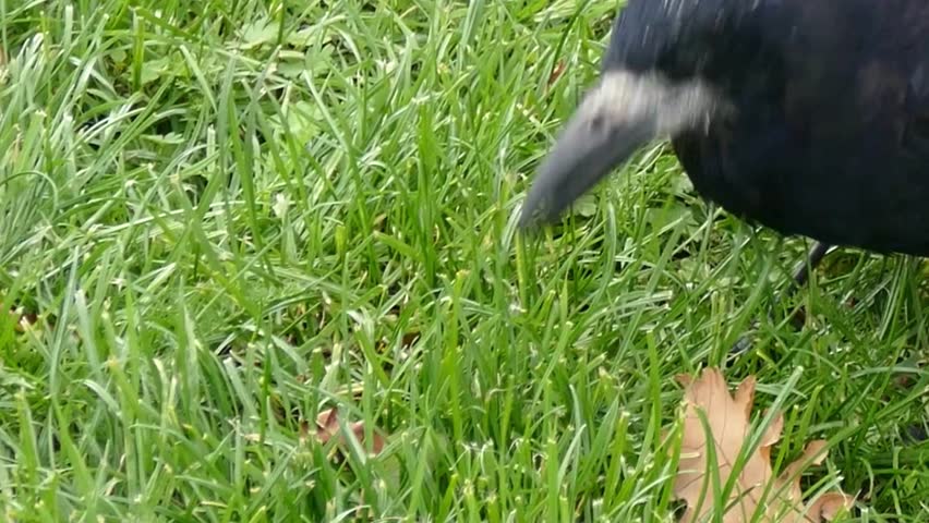 Black Crow Portrait on Green Grass Closeup
