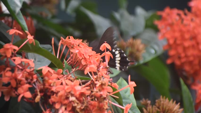 Vibrant orange Ixora coccinea flowers bloom with a black butterfly resting among lush green tropical leaves.