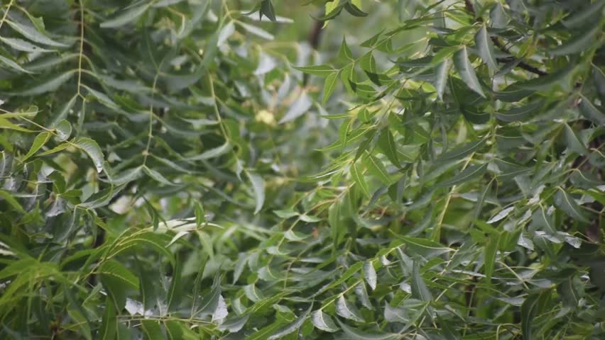 Fresh Azadirachta indica neem leaves gently swaying in daylight creating a calm and natural green foliage scene.