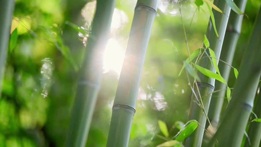 Japanese zen garden of green bamboo forest leaves with morning light and gentle wind