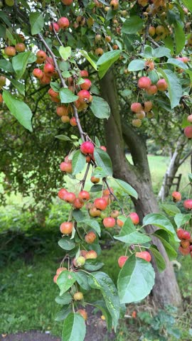 Wild crab apples at the countryside. Sweet and sour taste. 