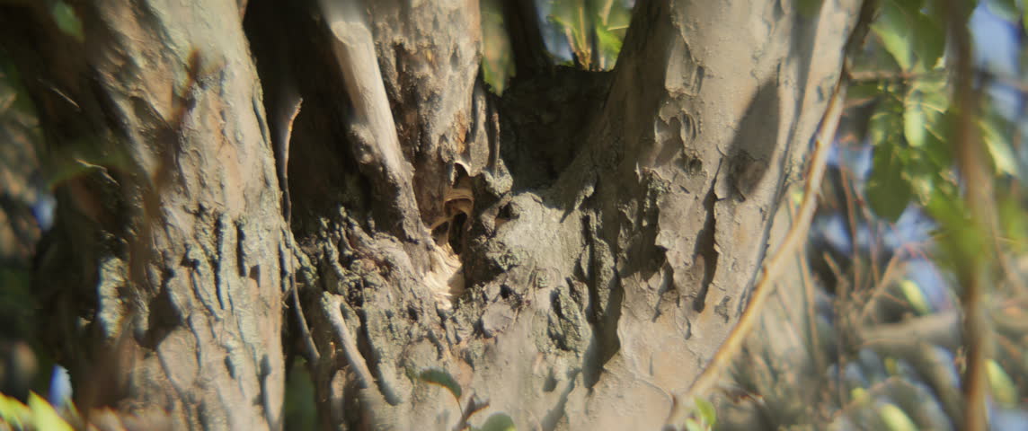 Colony of hornets in a tree 5.7K anamorphic video