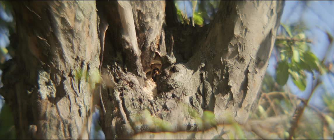 Vespa crabro nest by summer 4K zooming in scope video
