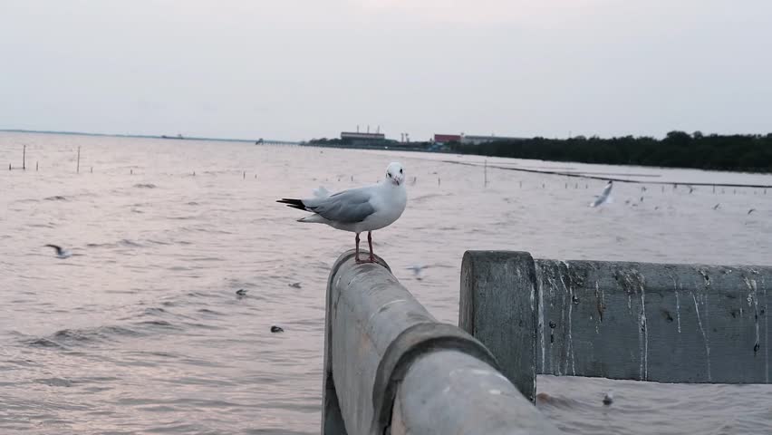 Couple Migratory seagulls standing on concrete fence near the sea and sunset in Thailand