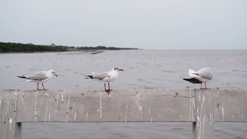 Couple Migratory seagulls standing on concrete fence near the sea and sunset in Thailand