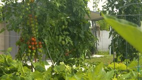 Thriving vegetable garden with tomato vines full of ripening berries above lush growing bush beans. Home gardening for sustainable living and rewarding experience of growing fresh, organic veggies. - Powered by Shutterstock - Get 15% off with code: PIKWIZARD15