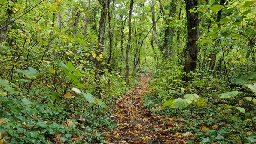Peaceful forest path covered with autumn leaves and surrounded by lush green trees, tranquil nature scene perfect for relaxation, meditation, travel, or cinematic landscape projects