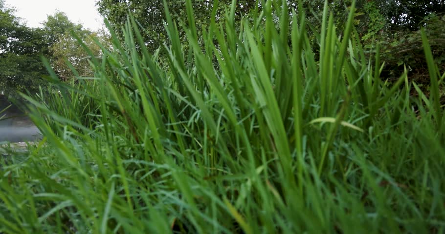 A misty forest with a pond in the middle. The water is calm and the trees are tall