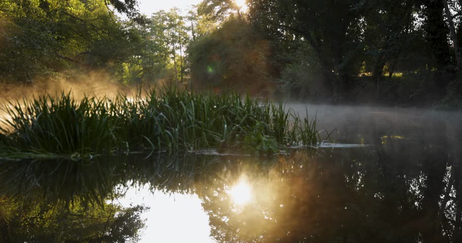 A misty forest with a stream of water. The orange sun is shining through the trees with a bright red and orange colorful atmosphere. Static shot.