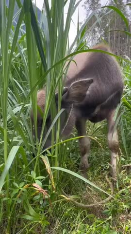 Cute Buffalo Eating Fresh Green Grass.