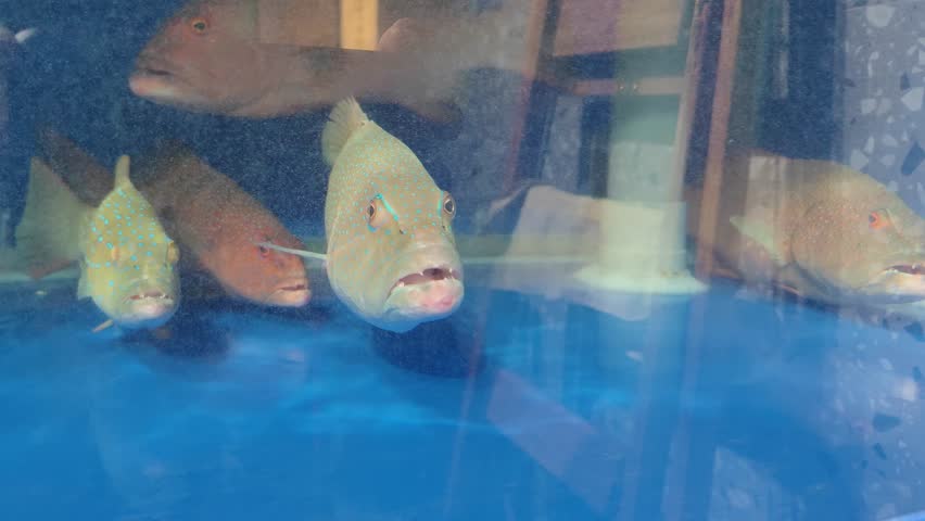 Close-up view of vibrant blue-spotted grouper fish swimming inside a clear water tank at a seafood restaurant. Fresh live fish kept for display before cooking, symbolizing freshness