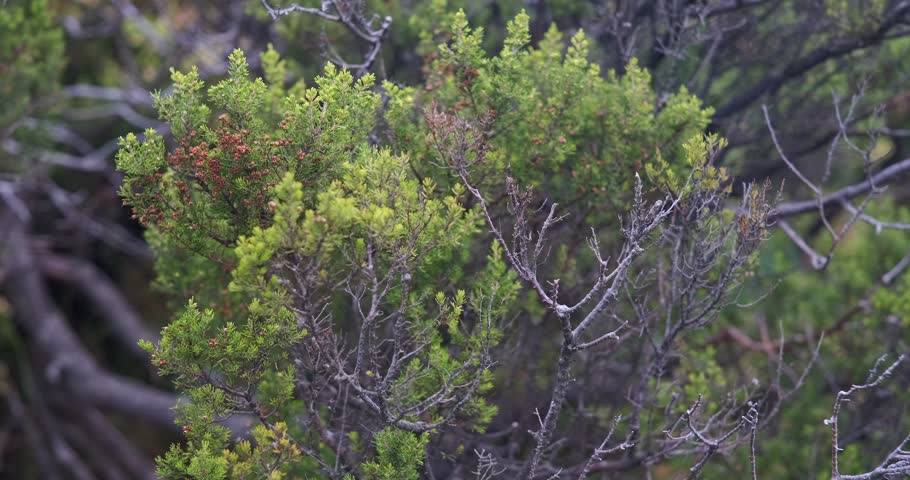 Slow motion close-up of a tree heather bush with red berries.