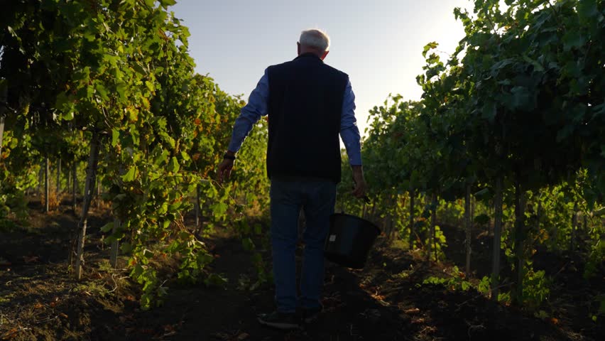 Elderly man walking with a bucket through vineyard in morning sunlight slow motion